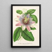 Reproduktion des Gemäldes Passiflora impératrice Eugénie hybride - Charles Antoine Lemaire
