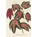 Reproduktion des Gemäldes Passiflora trifasciata - Charles Antoine Lemaire