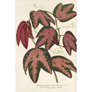 Charles Antoine Lemaire - Passiflora trifasciata.webp