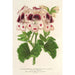 Reproduktion des Gemäldes Pélargonium des fleuristes fi remontantes Souvenir de Wilhelma - Charles Antoine Lemaire