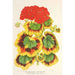 Pélargonium zonale var. Lady Collum - Charles Antoine Lemaire — Ansicht des Kunstwerks