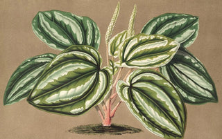 Charles Antoine Lemaire - Peperomia Verschaffeltii.webp