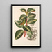 Peperomia velutina - Charles Antoine Lemaire — gerahmtes Bild an der Wand