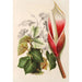 Reproduktion des Gemäldes Philodendron daguense - Charles Antoine Lemaire