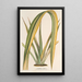 Reproduktion des Gemäldes Phormium tenax fol. var. - Charles Antoine Lemaire