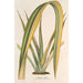 Reproduktion des Gemäldes Phormium tenax fol. var. - Charles Antoine Lemaire