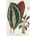 Phrynium maranta vandenheckei - Charles Antoine Lemaire — Ansicht des Kunstwerks