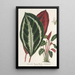 Phrynium maranta vandenheckei - Charles Antoine Lemaire — gerahmtes Bild an der Wand