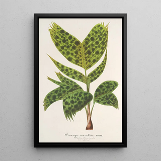 Charles Antoine Lemaire - Pinanga maculata.webp