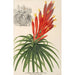 Pitcairnia aphelandriflora - Charles Antoine Lemaire — Ansicht des Kunstwerks