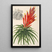 Pitcairnia aphelandriflora - Charles Antoine Lemaire — gerahmtes Bild an der Wand