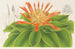 Pitcairnia tabuliformis - Charles Antoine Lemaire — Ansicht des Kunstwerks
