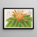 Pitcairnia tabuliformis - Charles Antoine Lemaire — gerahmtes Bild an der Wand