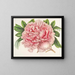 Alexander-II-Peony-Gemälde - Charles Antoine Lemaire — gerahmtes Bild an der Wand