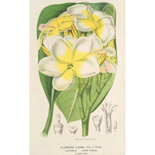 Charles Antoine Lemaire - Plumeria lutea.webp