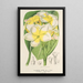Plumeria lutea - Charles Antoine Lemaire — gerahmtes Bild an der Wand