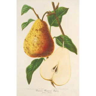 Charles Antoine Lemaire - Poire Beurr Spae.webp