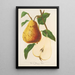 Birne mit Butter Spae - Charles Antoine Lemaire — gerahmtes Bild an der Wand