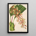 Polycycnis lepida - Charles Antoine Lemaire — gerahmtes Bild an der Wand