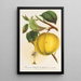 Apfel Calville Garibaldi - Charles Antoine Lemaire — gerahmtes Bild an der Wand