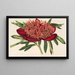 Ponia officinalis var aureolimbata - Charles Antoine Lemaire — gerahmtes Bild an der Wand