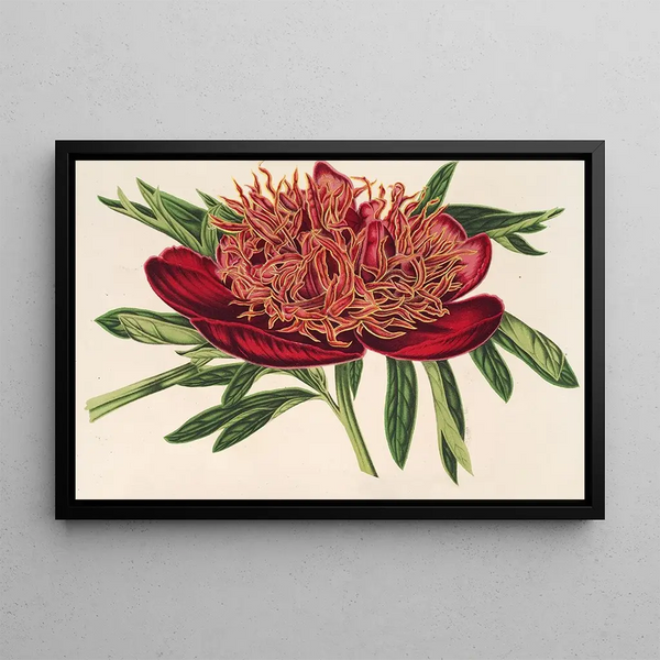 Charles Antoine Lemaire - Ponia officicinalis var aureolimbata.webp