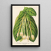 Reproduktion des Gemäldes Posoqueria fragrantissima - Charles Antoine Lemaire