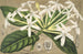 Posoqueria multiflora - Charles Antoine Lemaire — Ansicht des Kunstwerks