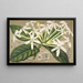 Posoqueria multiflora - Charles Antoine Lemaire — gerahmtes Bild an der Wand