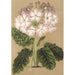 Reproduktion des Gemäldes Primula cortusoides var. grandiflora - Charles Antoine Lemaire
