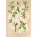 Prunus sinensis japonica - Charles Antoine Lemaire — Ansicht des Kunstwerks