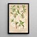 Prunus sinensis japonica - Charles Antoine Lemaire — gerahmtes Bild an der Wand