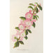 Prunus triloba - Charles Antoine Lemaire — Ansicht des Kunstwerks