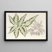 Pteris argyrea - Charles Antoine Lemaire — gerahmtes Bild an der Wand