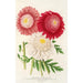 Pyrethrum - Charles Antoine Lemaire — Ansicht des Kunstwerks