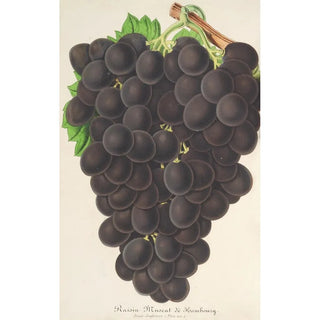 Charles Antoine Lemaire - Raisin nouveau Muscat noir de Hambourg.webp