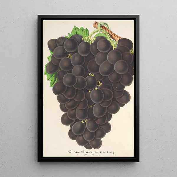 Charles Antoine Lemaire - Raisin nouveau Muscat noir de Hambourg.webp