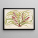 Reineckea carnea fol varieg - Charles Antoine Lemaire — gerahmtes Bild an der Wand