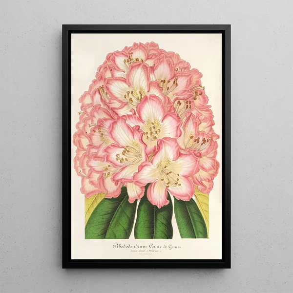 Charles Antoine Lemaire - Rhododendrum Comte de Gomer.webp