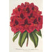 Rhododendron Duc Adolphe de Nassau - Charles Antoine Lemaire — Ansicht des Kunstwerks