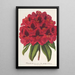 Rhododendron Duc Adolphe de Nassau - Charles Antoine Lemaire — gerahmtes Bild an der Wand