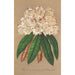 Rhododendron Grand Duc de Bade - Charles Antoine Lemaire — Ansicht des Kunstwerks