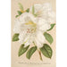 Rhododendron Sesterianum hybride - Charles Antoine Lemaire — Ansicht des Kunstwerks