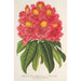 Reproduktion des Gemäldes Rhododendron Souvenir de Jean Byls - Charles Antoine Lemaire