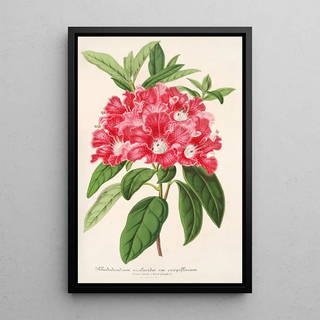 Charles Antoine Lemaire - Rhododendrum azaleoides var crispinorum.webp