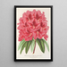 Reproduktion des Gemäldes Rhododendron formosum - Charles Antoine Lemaire