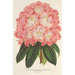 Reproduktion des Gemäldes Rhododendron hybridum Duchesse de Nassau - Charles Antoine Lemaire