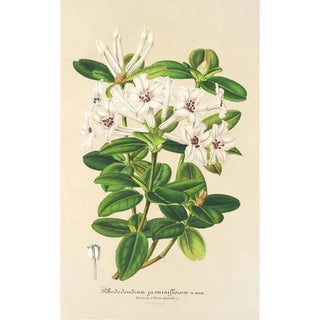 Charles Antoine Lemaire - Rhododendrum jasminiflorum.webp