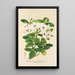 Rhododendron jasminiflorum - Charles Antoine Lemaire — gerahmtes Bild an der Wand