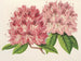 Rhododendron omniguttatum hybride - Charles Antoine Lemaire — Ansicht des Kunstwerks
